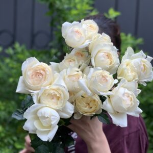 Hồng ngoại Ivory