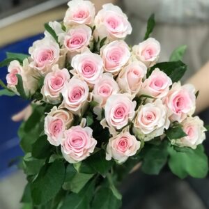 Hoa hồng kem dâu Côn Minh