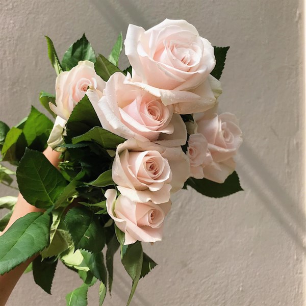 Hoa hồng kem dâu Đà Lạt