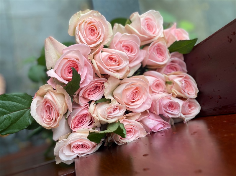 Ohara hồng Đà Lạt