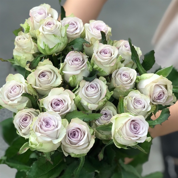 Hồng tím khói Côn Minh