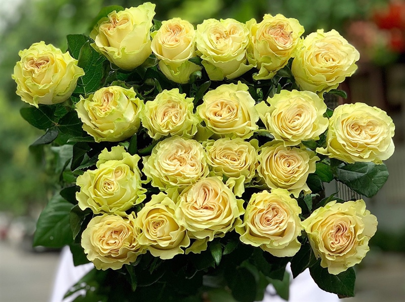 Hoa hồng xanh xoăn